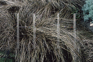 Picture of Carex comans 