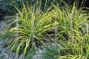 Picture of Carex elata 'Bowles Golden'