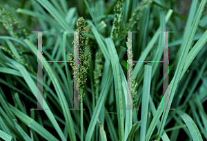 Picture of Carex glauca 