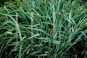 Picture of Carex glauca 