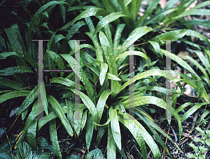 Picture of Carex plantaginea 