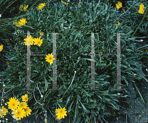 Picture of Catananche caespitosa 