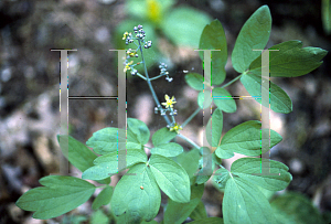 Picture of Caulophyllum thalictroides 