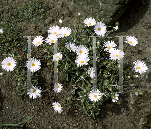 Picture of Celmisia angustifolia 