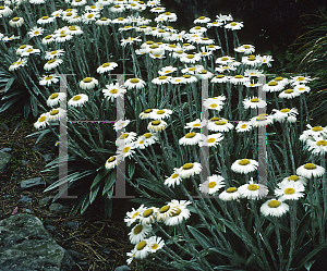 Picture of Celmisia coriacea 