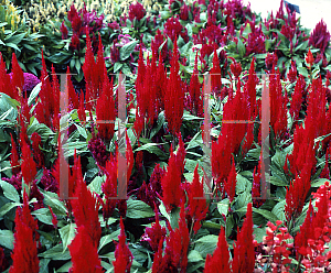 Picture of Celosia argentea (Spicata Group) 