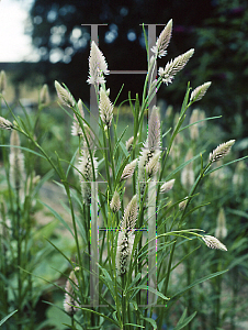 Picture of Celosia argentea (Spicata Group) 'Flamingo Feather'