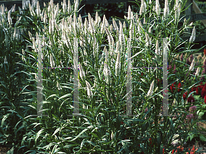 Picture of Celosia argentea (Spicata Group) 'Flamingo Feather'