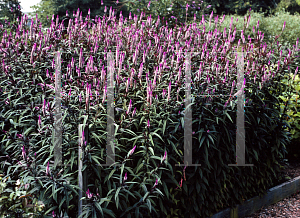 Picture of Celosia argentea (Spicata Group) 'Purple Flamingo'