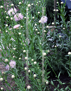 Picture of Centaurea americana 