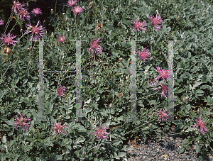 Picture of Centaurea bella 