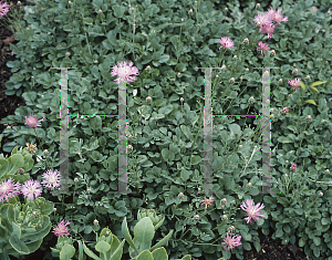 Picture of Centaurea bella 