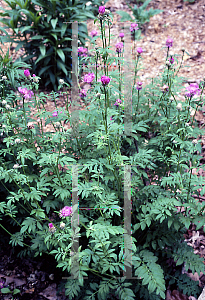 Picture of Centaurea dealbata 