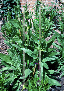 Picture of Centaurea glastifolia 