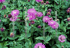 Picture of Centaurea hypoleuca 'John Coutts'