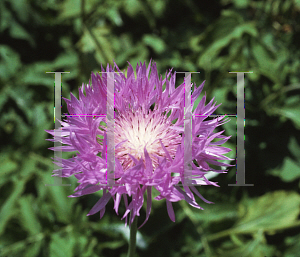 Picture of Centaurea hypoleuca 'John Coutts'