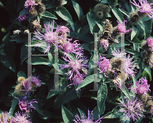 Picture of Centaurea phrygia 