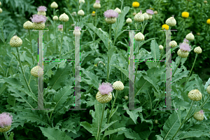 Picture of Centaurea  'Pulchra Major'