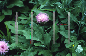 Picture of Centaurea  'Pulchra Major'