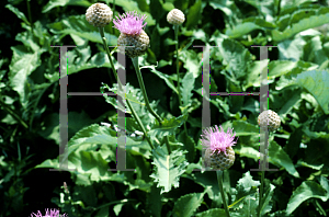 Picture of Centaurea  'Pulchra Major'