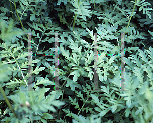 Picture of Centaurea rigidifolia 