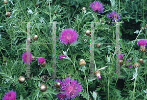 Picture of Centaurea rigidifolia 