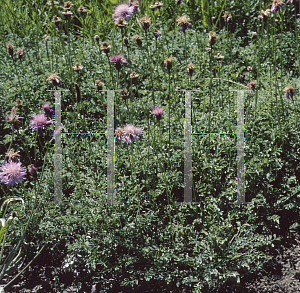 Picture of Centaurea simplicicaulis 