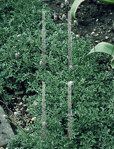 Picture of Centaurea simplicicaulis 