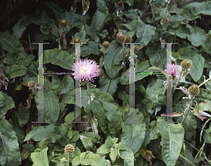 Picture of Centaurea uniflora ssp. nervosa 