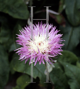 Picture of Centaurea uniflora ssp. nervosa 