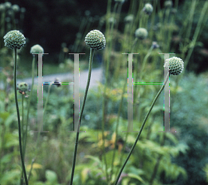 Picture of Cephalaria alpina 