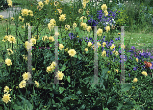 Picture of Cephalaria gigantea 