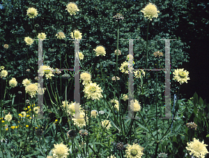 Picture of Cephalaria gigantea 