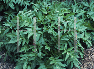 Picture of Cephalaria gigantea 