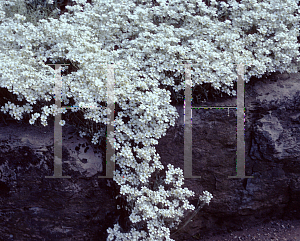 Picture of Cerastium buisseri 