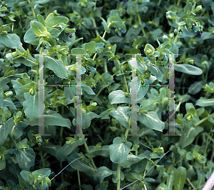 Picture of Cerinthe major 