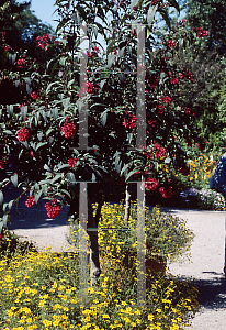 Picture of Cestrum elegans 