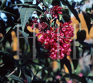 Picture of Cestrum elegans 