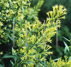 Picture of Cestrum parqui 