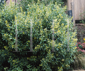 Picture of Cestrum parqui 