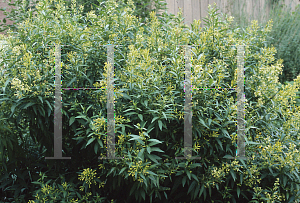 Picture of Cestrum parqui 