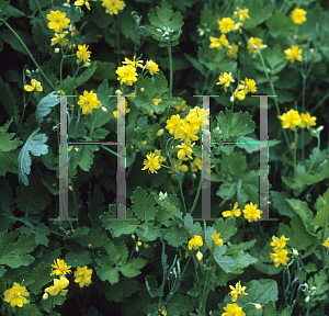 Picture of Chelidonium majus 