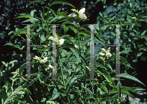 Picture of Chelone glabra 