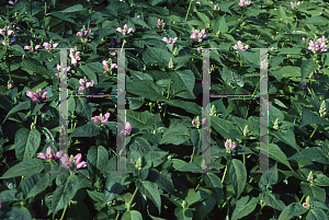 Picture of Chelone glabra 