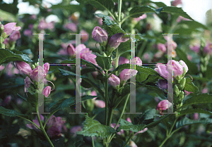 Picture of Chelone obliqua 