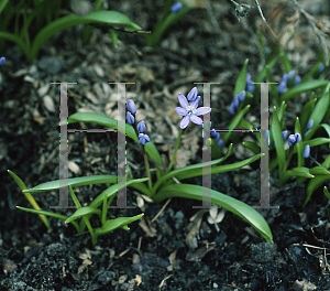 Picture of X Chionoscilla allenii 