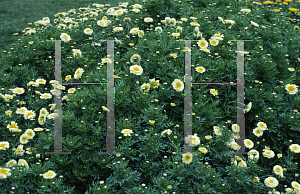 Picture of Chrysanthemum coronarium 'Primrose Gem'