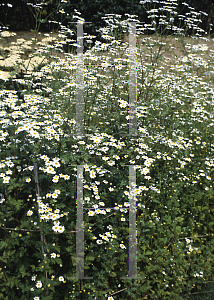 Picture of Tanacetum parthenium 