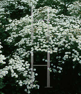 Picture of Tanacetum parthenium 