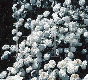 Picture of Tanacetum parthenium 